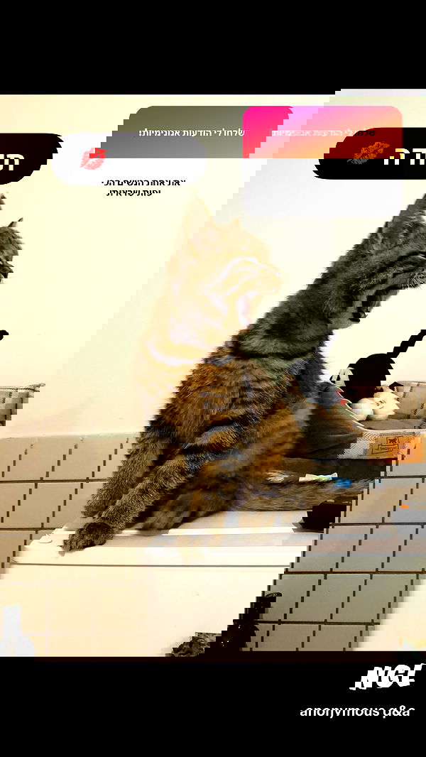 nettakatycat image ~ Altpins