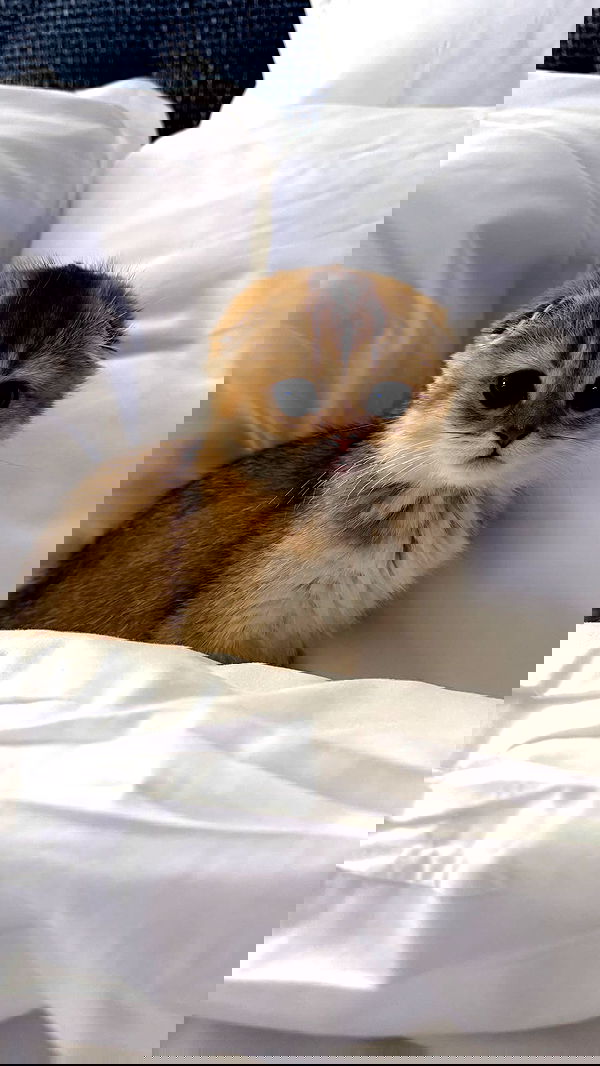 nevaaadaa nevaaadaa archive image