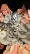 newpoort Altpins Profile Picture