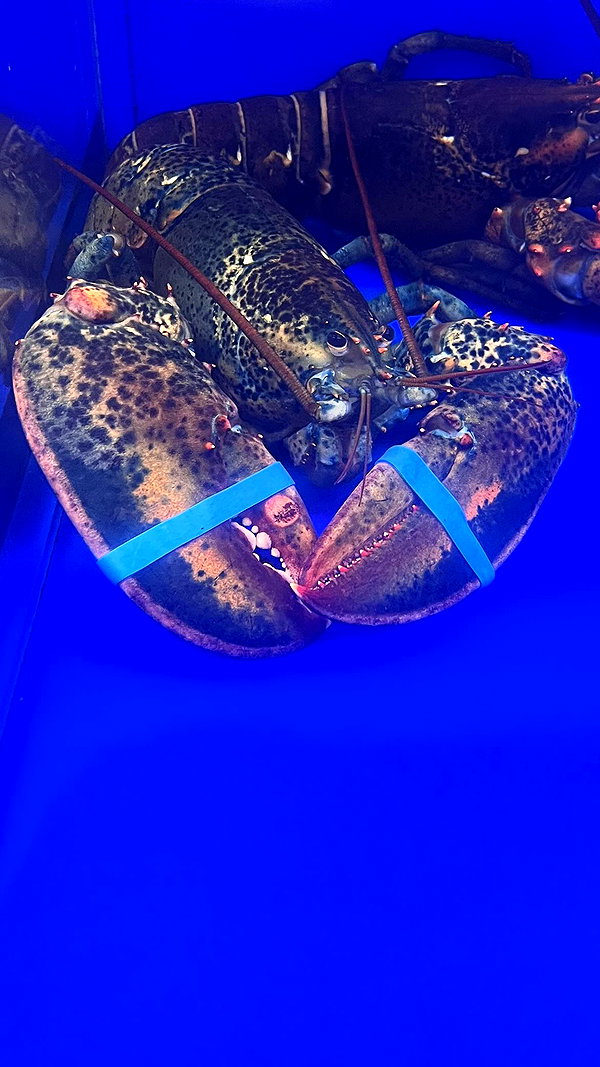 newpoort instagram image archive image