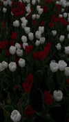ngha_nhi Altpins Profile Picture