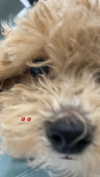 ngha_nhi Altpins Profile Picture