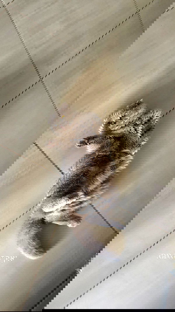 nicole.shpo nicole.shpo archive image