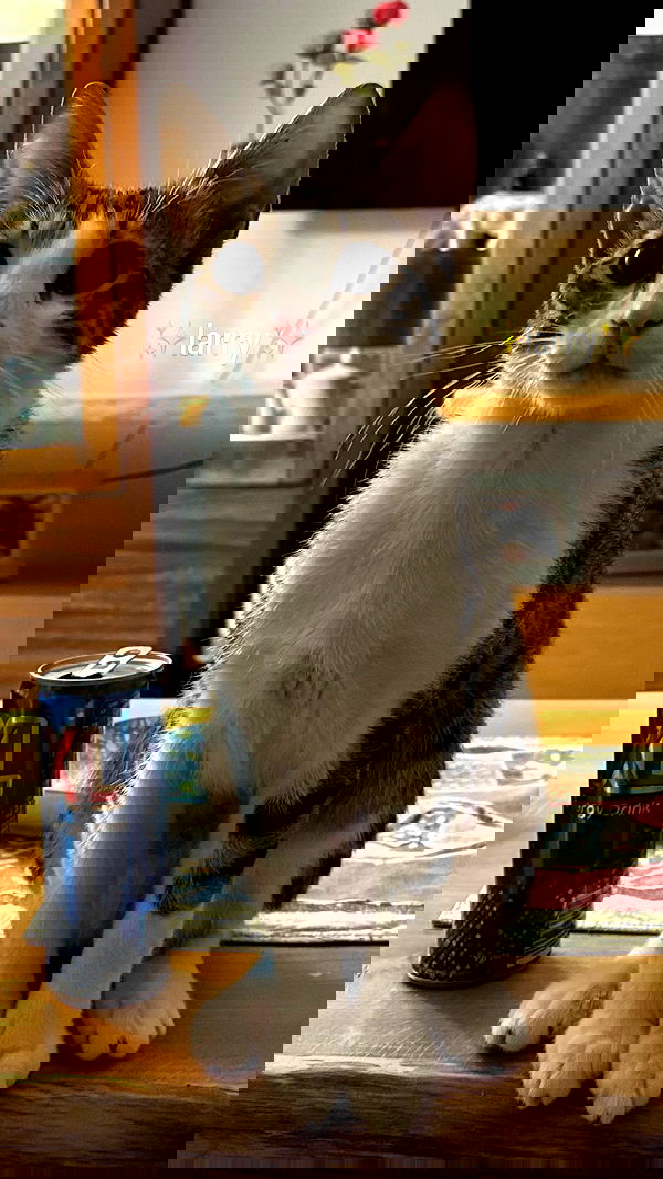 nicole.shpo nicole.shpo archive image