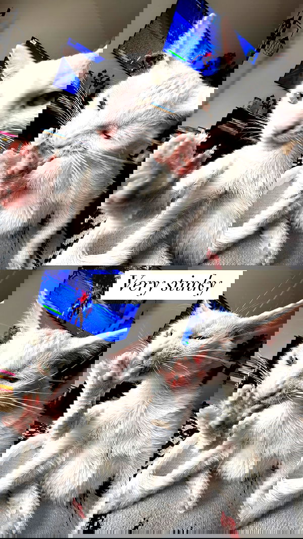 nikkibitez nikkibitez archive image