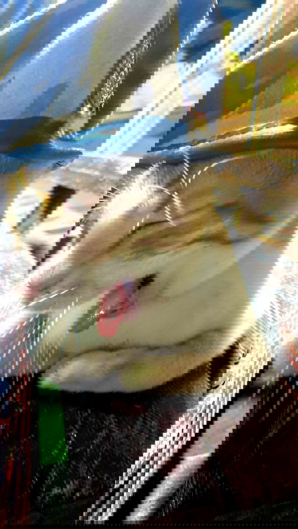 nikolgolovatzky nikolgolovatzky archive image