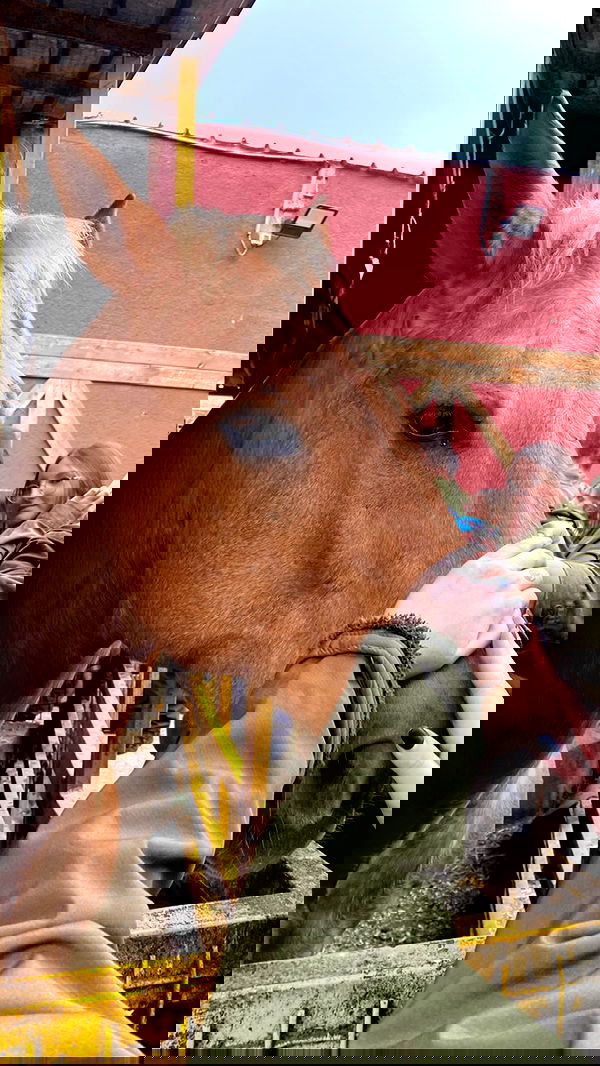 nikolgolovatzky nikolgolovatzky archive image