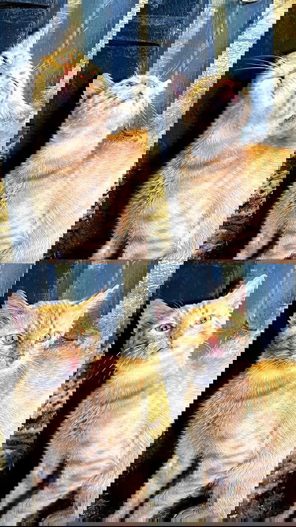 nikolgolovatzky nikolgolovatzky archive image