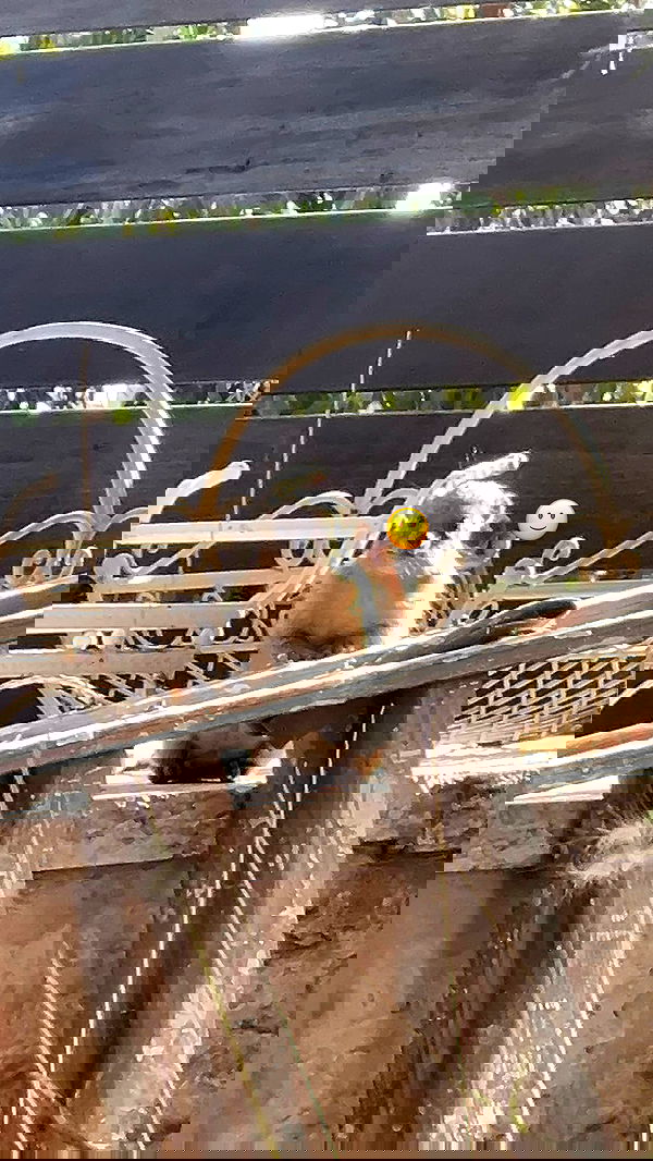 nikolgolovatzky nikolgolovatzky archive image