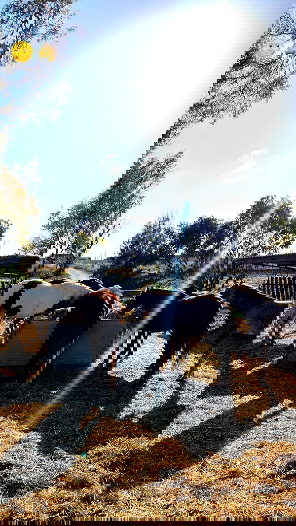 nikolll_._6 image ~ Altpins