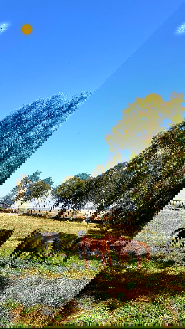 nikolll_._6 image ~ Altpins