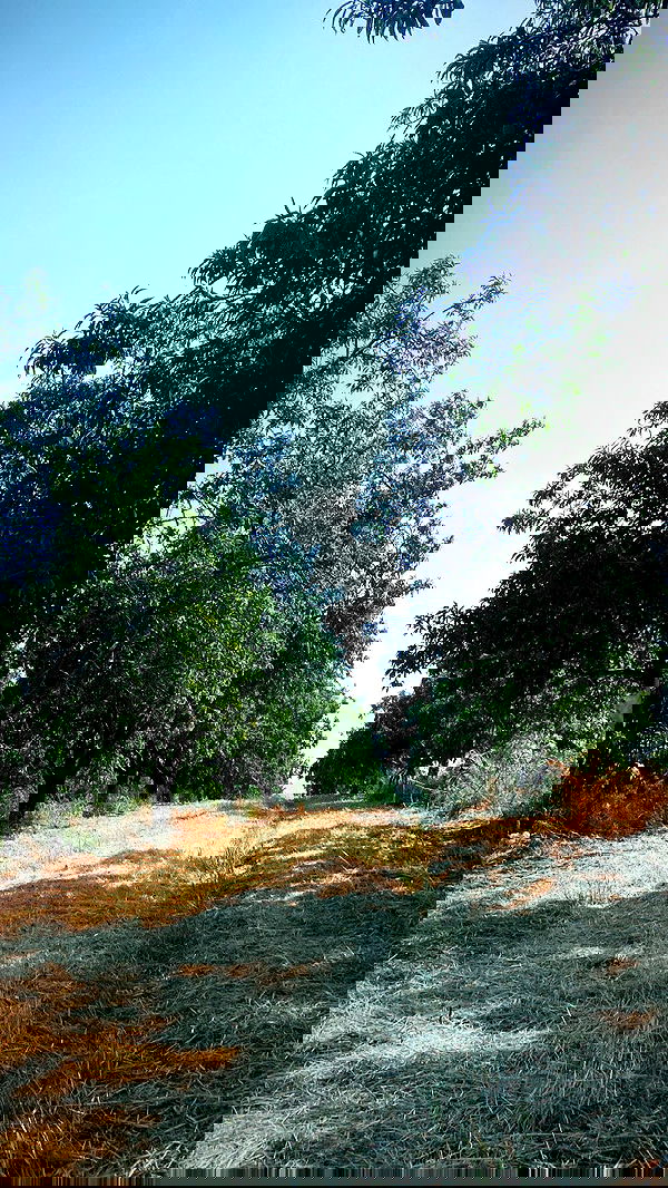 nikolll_._6 image ~ Altpins