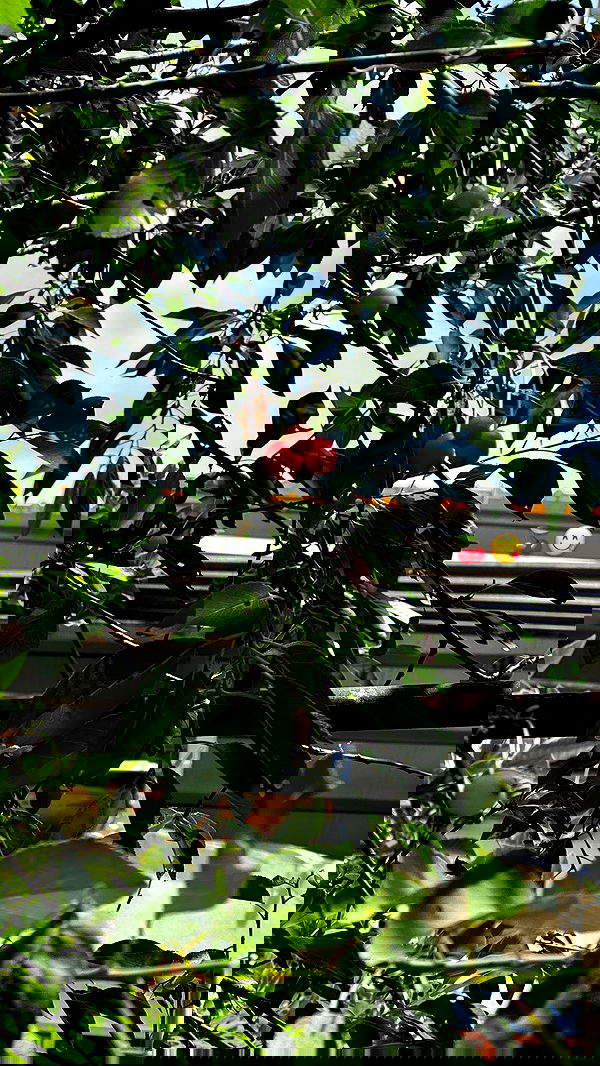 nikolll_._6 image ~ Altpins