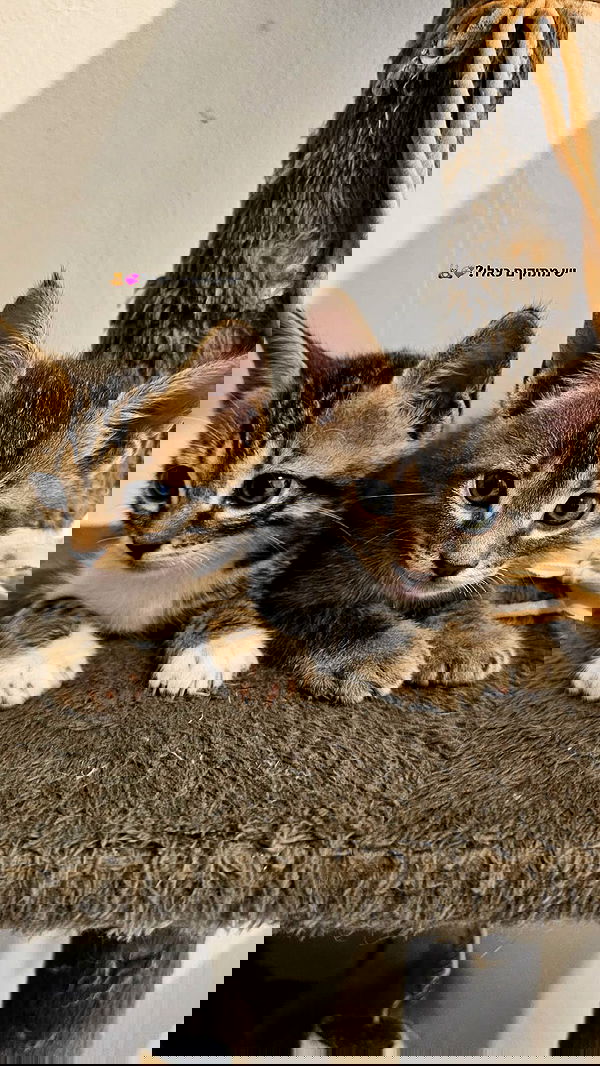 nikolll_._6 image ~ Altpins