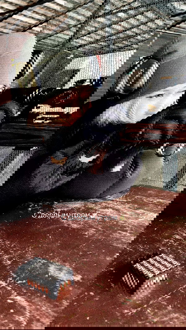 ninja.vi ninja.vi archive image