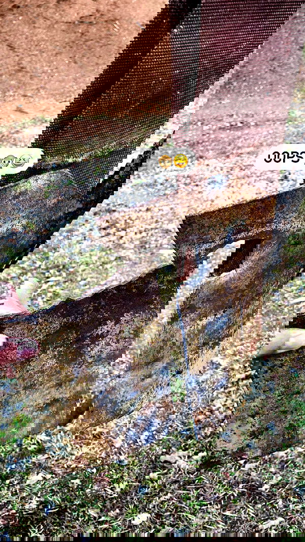 ninja.vi ninja.vi archive image