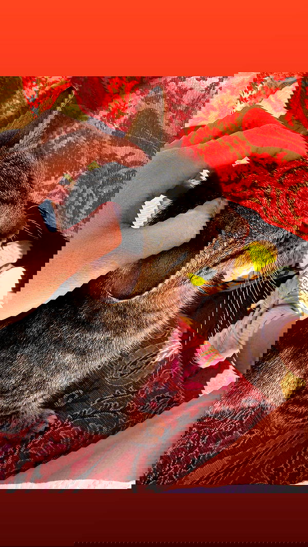 ninja.vi ninja.vi archive image