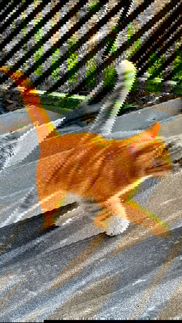 ninja.vi ninja.vi archive image