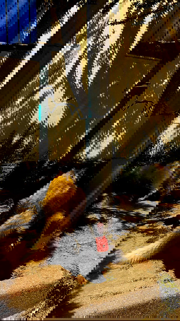 ninja.vi ninja.vi archive image