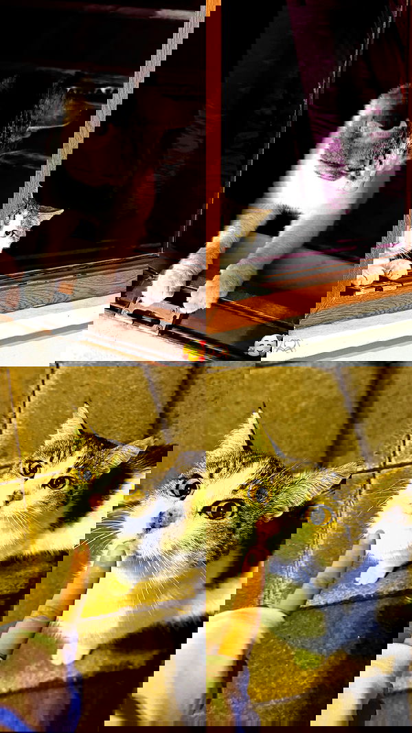 ninja.vi ninja.vi archive image