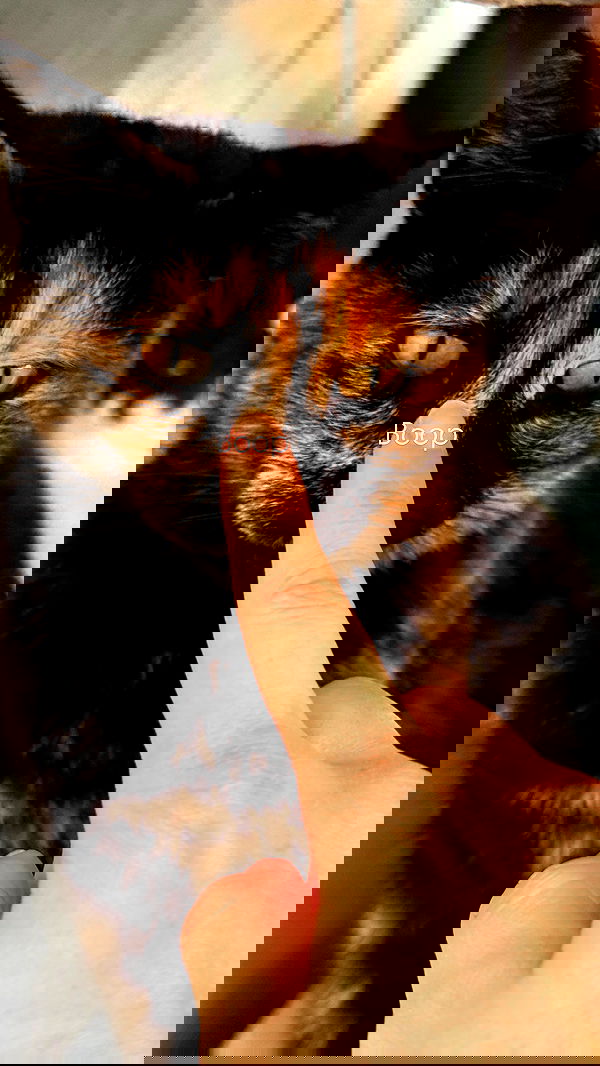 ninja.vi ninja.vi archive image