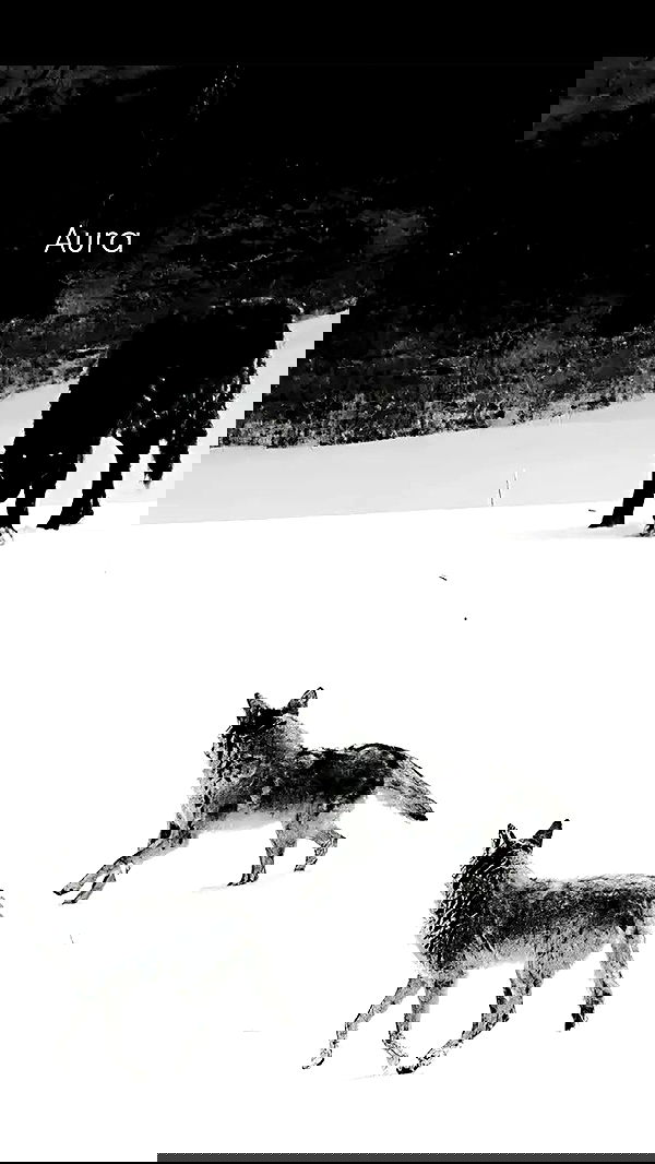 ninja.vi ninja.vi archive image