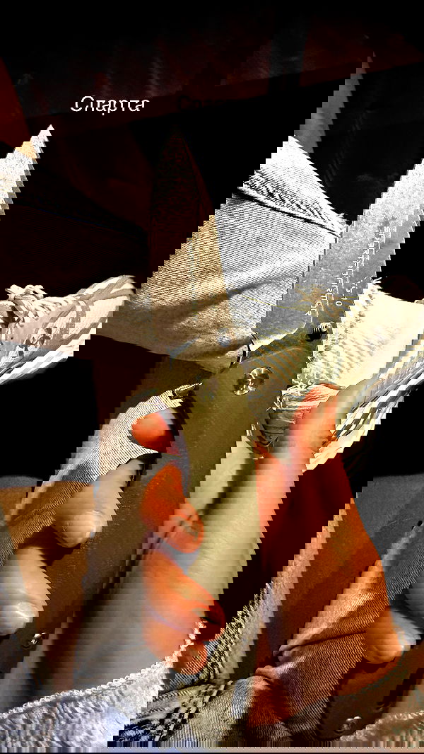 ninja.vi ninja.vi archive image