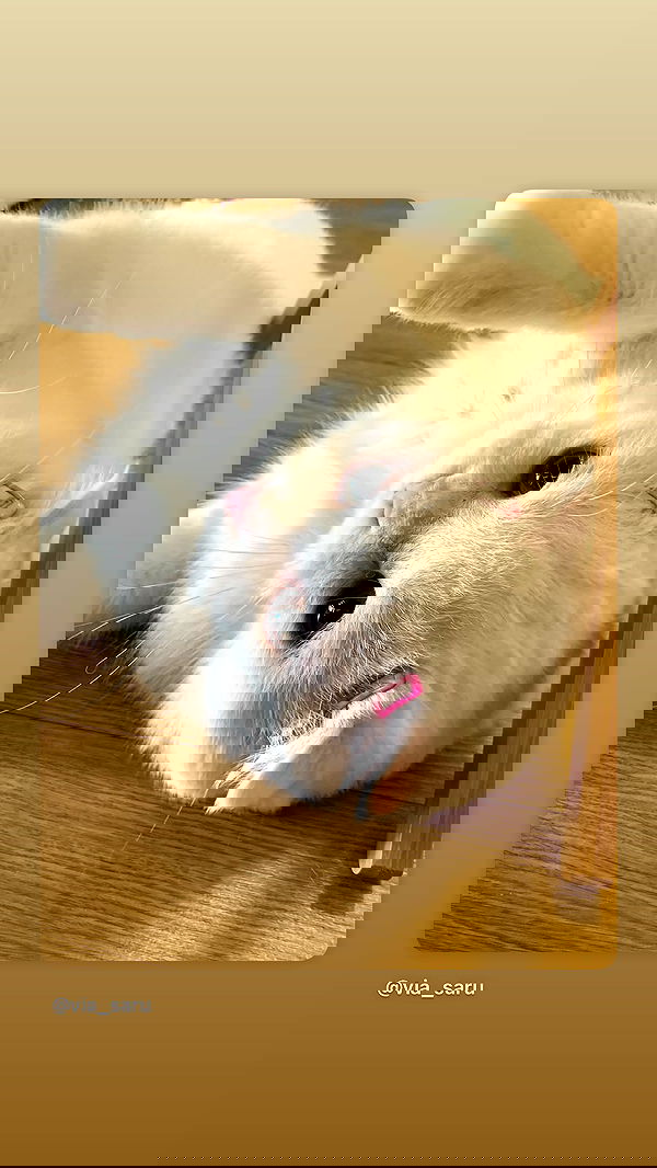 ninja.vi ninja.vi archive image