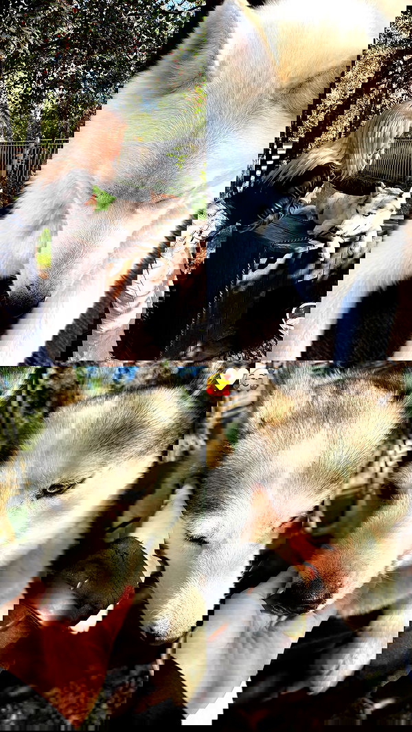 ninja.vi ninja.vi archive image