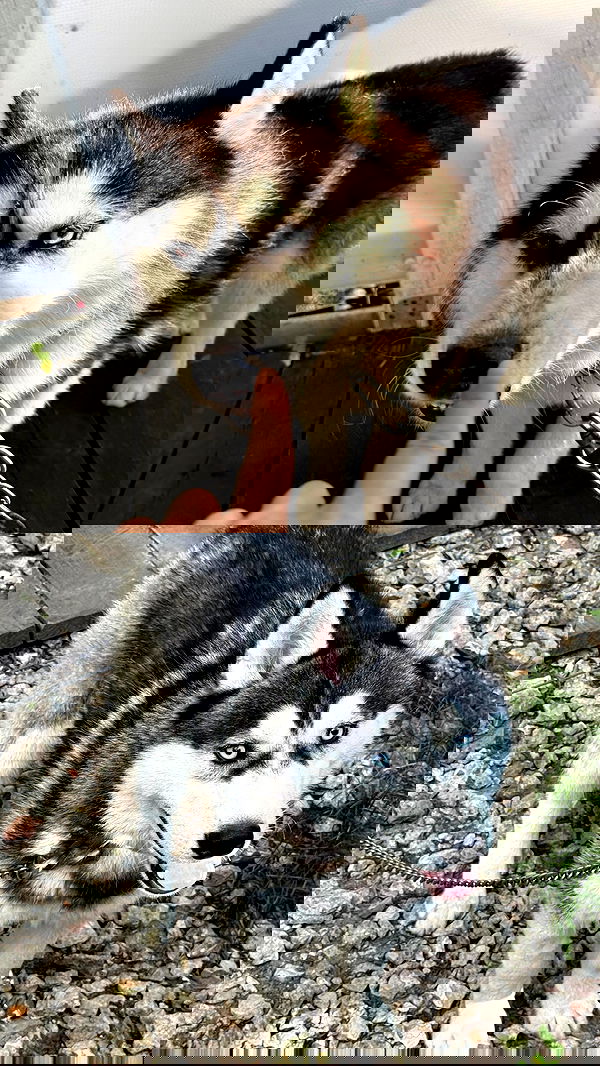 ninja.vi ninja.vi archive image