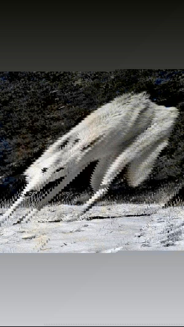 ninja.vi ninja.vi archive image