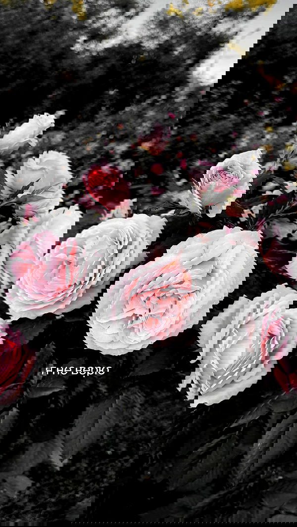 ninja.vi ninja.vi archive image