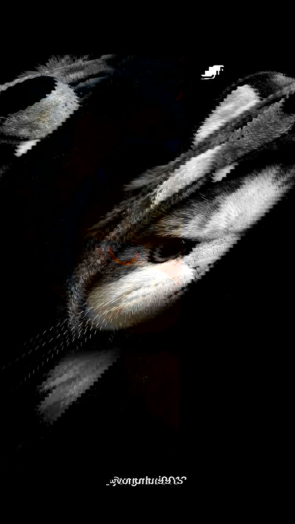 ninja.vi ninja.vi archive image