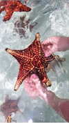 noa_mendel_ Altpins Profile Picture