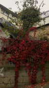 noa_mendel_ Altpins Profile Picture
