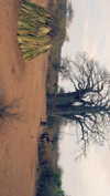noa_mendel_ Altpins Profile Picture
