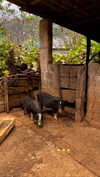 noa_mendel_ Altpins Profile Picture
