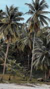 noa_mendel_ Altpins Profile Picture