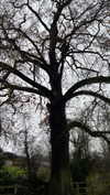 noa_mendel_ Altpins Profile Picture