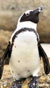 noa_mendel_ Altpins Profile Picture