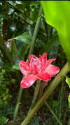 noa_mendel_ Altpins Profile Picture