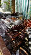 noa_mendel_ Altpins Profile Picture
