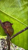 noa_mendel_ Altpins Profile Picture
