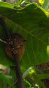 noa_mendel_ Altpins Profile Picture
