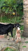 noa_mendel_ Altpins Profile Picture