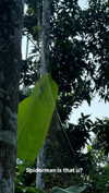 noa_mendel_ Altpins Profile Picture