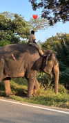 noa_mendel_ Altpins Profile Picture