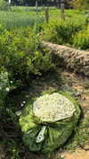 noa_mendel_ Altpins Profile Picture