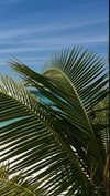 noa_mendel_ Altpins Profile Picture