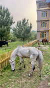 noa_mendel_ Altpins Profile Picture